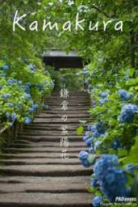 kamakura　鎌倉の紫陽花 PAD