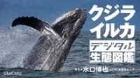 CotoBon<br> クジラ・イルカ　デジタル生態図鑑