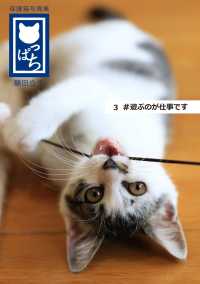 保護猫写真集 ねこっぱち! (3) #遊ぶのが仕事です