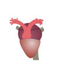 Properties of Cardiac Muscle in Beating Heart-1