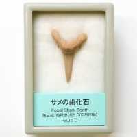 FB144   サメの歯化石　小  (産地　モロッコ)