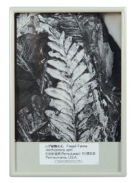 FB125 シダ植物化石(アレソプテリス)
