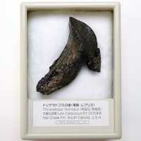 FR022 トリケラトプスの歯【レプリカ】（産地　ｱﾒﾘｶ､ｻｳｽﾀﾞｺﾀ州）