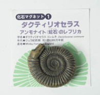 MG001  化石マグネット　アンモナイト　ダクティリオセラス（蛇石）【レプリカ】