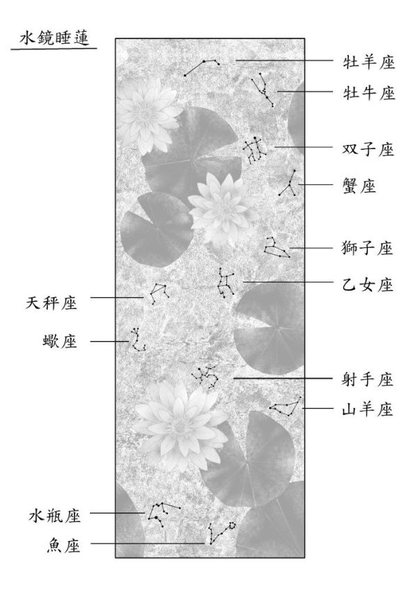 【掛軸】水鏡睡蓮_3