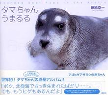 タマちゃんうまるる - アゴヒゲアザラシの赤ちゃん