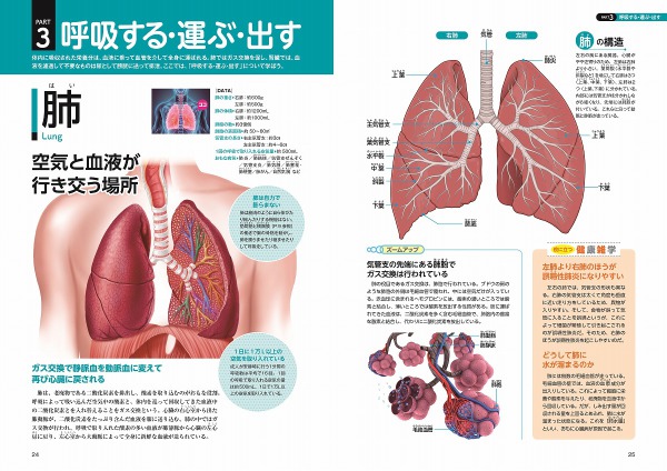 ＴＪ　ＭＯＯＫ<br> 不思議だから面白い人体_5