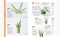 ＴＪ　ＭＯＯＫ<br> 観葉植物の選び方・育て方_s4