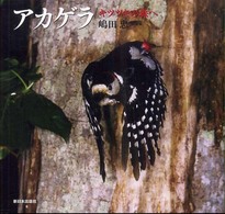 アカゲラ - キツツキの森へ 日本の野鳥