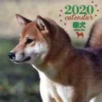 大判カレンダー柴犬 〈２０２０年〉 ［カレンダー］