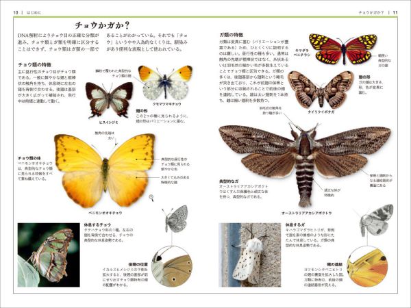 自然科学ハンドブック<br> チョウ・ガ図鑑_2
