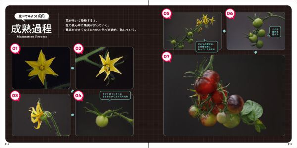 美しいトマトの科学図鑑―東京大学の農場で野菜や果実を育ててみた_6