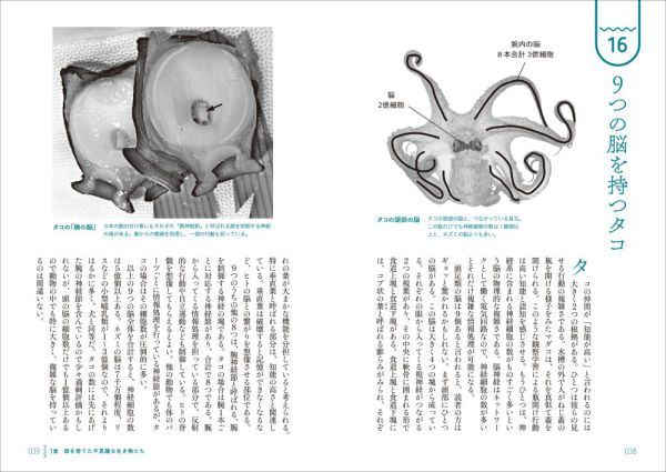 創元ビジュアル教養＋α<br> タコ・イカが見ている世界_3