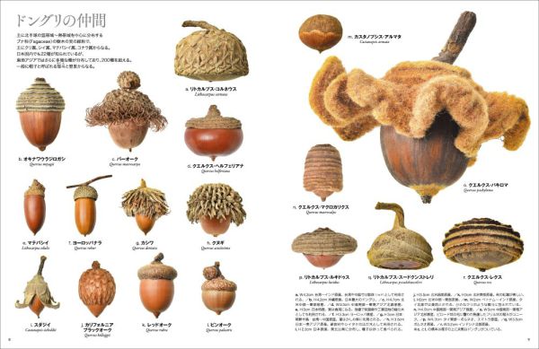 世界のふしぎな木の実図鑑【改訂版】_3