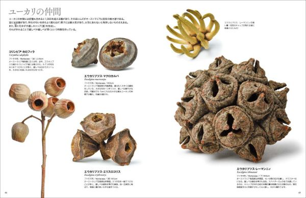 世界のふしぎな木の実図鑑【改訂版】_5