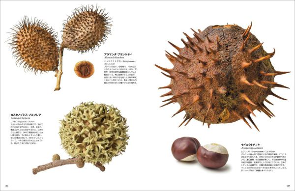 世界のふしぎな木の実図鑑【改訂版】_9