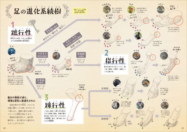 森の落としもの図鑑１<br> 足跡_3