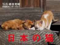 ［カレンダー］<br> 日本の猫カレンダー 〈２０１６〉
