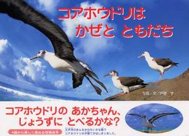 コアホウドリはかぜとともだち 親と子の写真絵本