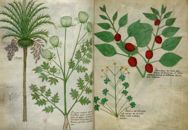 ひみつの薬箱―中世装飾写本で巡る薬草の旅 （新装版）_2