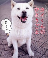 しゃべる犬カイくんのひとりごと