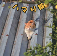 ハマり猫 ［テキスト］