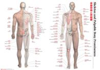全身骨格と骨指標　特大Ａ１カラーポスター