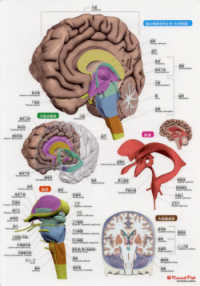 脳まるわかりシート 人体まるわかりシートシリーズ