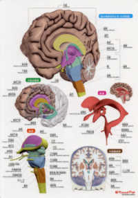 人体まるわかりシートシリーズ<br> 脳まるわかりシート