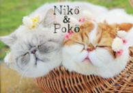 Ｎｉｋｏ＆Ｐｏｋｏ