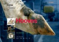 Ｈｏｏｖｅｓ - 蹄の健康管理のための実践ガイド ＣＯＷ　ＳＩＧＮＡＬＳ