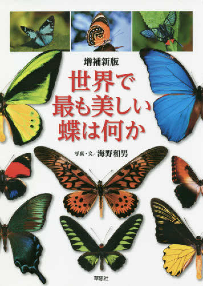 蝶の標本　熱帯を舞う美しいタテハチョウ(特A1)