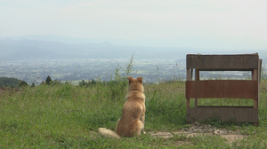 犬と猫と人間と2動物たちの大震災main.jpg